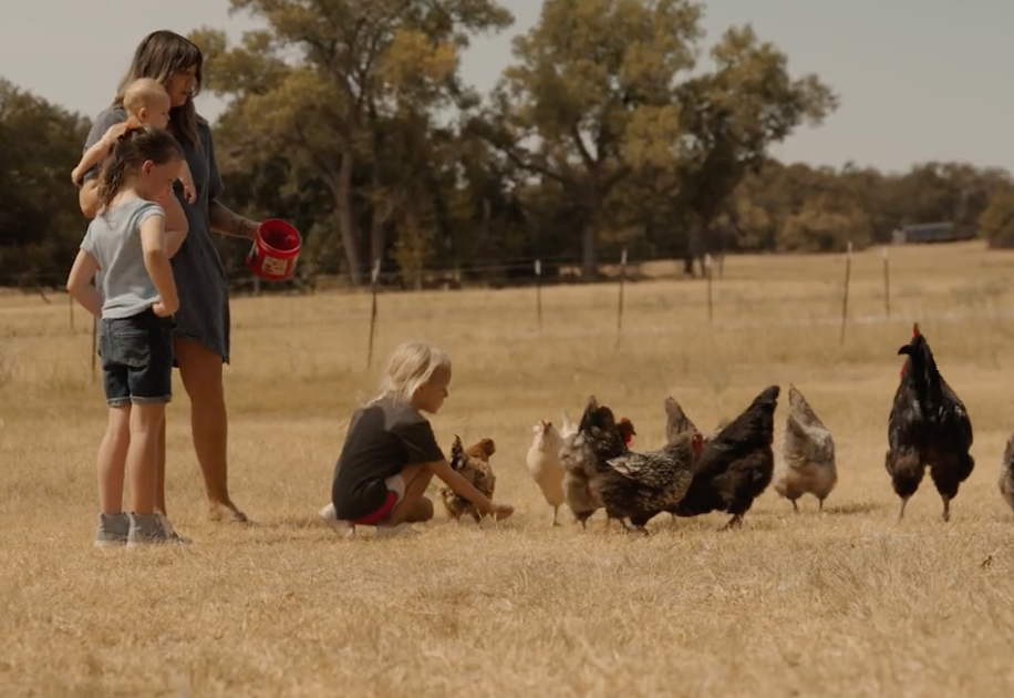 A mother and children feeding the flock in the pasture
